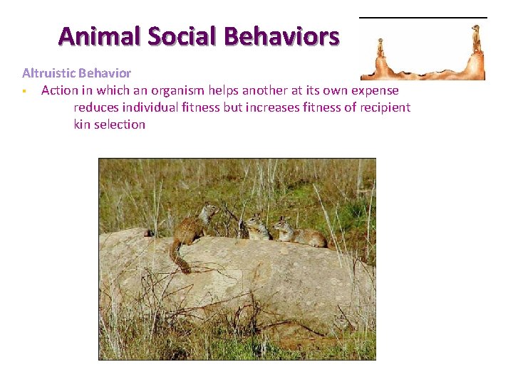 Animal Social Behaviors Altruistic Behavior § Action in which an organism helps another at