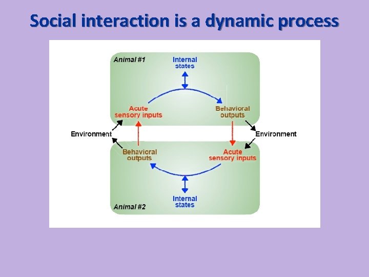 Social interaction is a dynamic process 