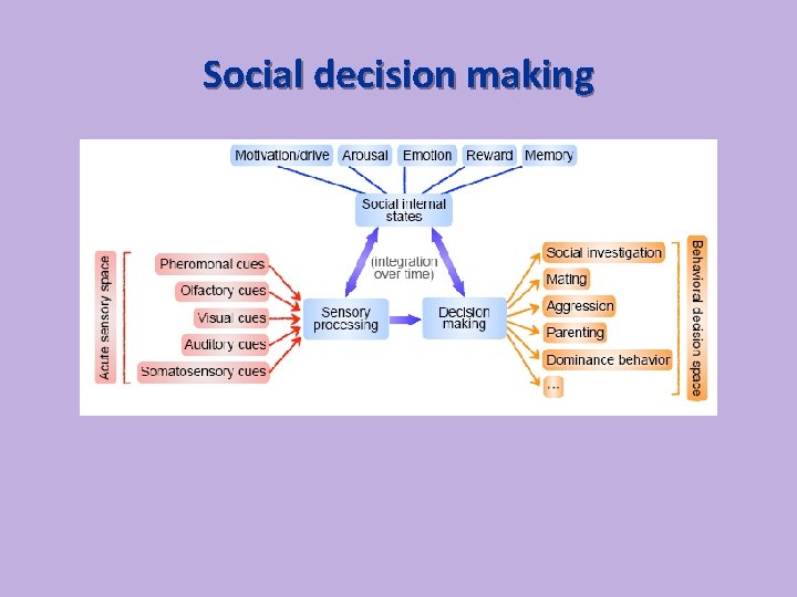 Social decision making 