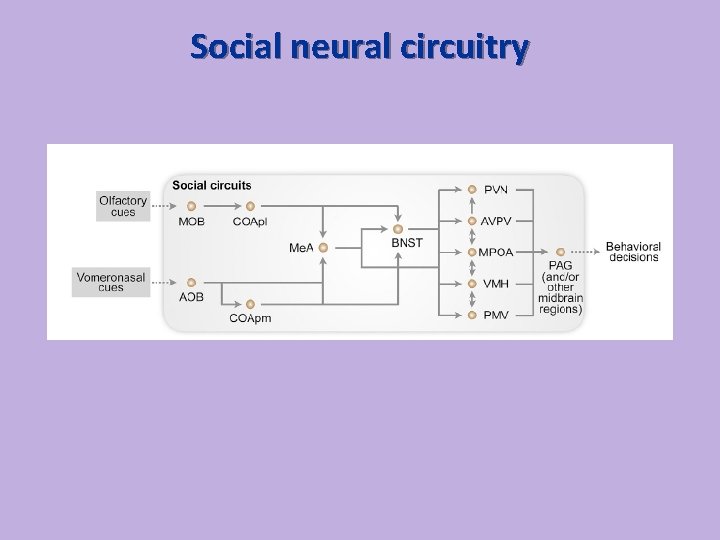 Social neural circuitry 