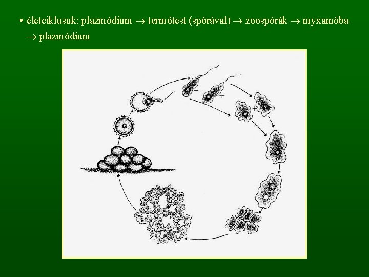  • életciklusuk: plazmódium termőtest (spórával) zoospórák myxamőba plazmódium 
