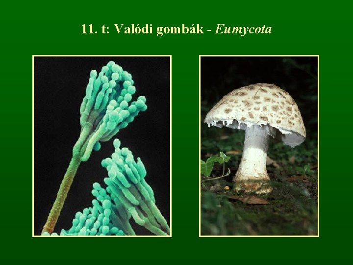 11. t: Valódi gombák - Eumycota 