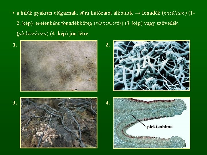  • a hifák gyakran elágaznak, sűrű hálózatot alkotnak fonadék (micélium) (12. kép), esetenként