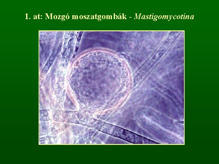 1. at: Mozgó moszatgombák - Mastigomycotina 