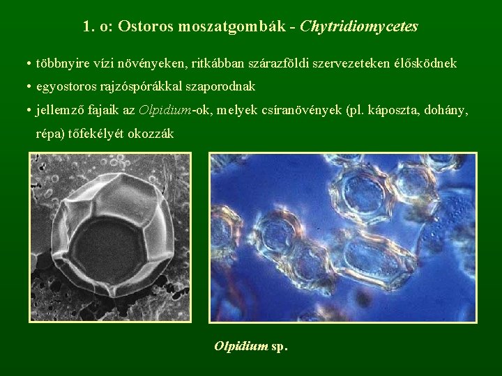 1. o: Ostoros moszatgombák - Chytridiomycetes • többnyire vízi növényeken, ritkábban szárazföldi szervezeteken élősködnek