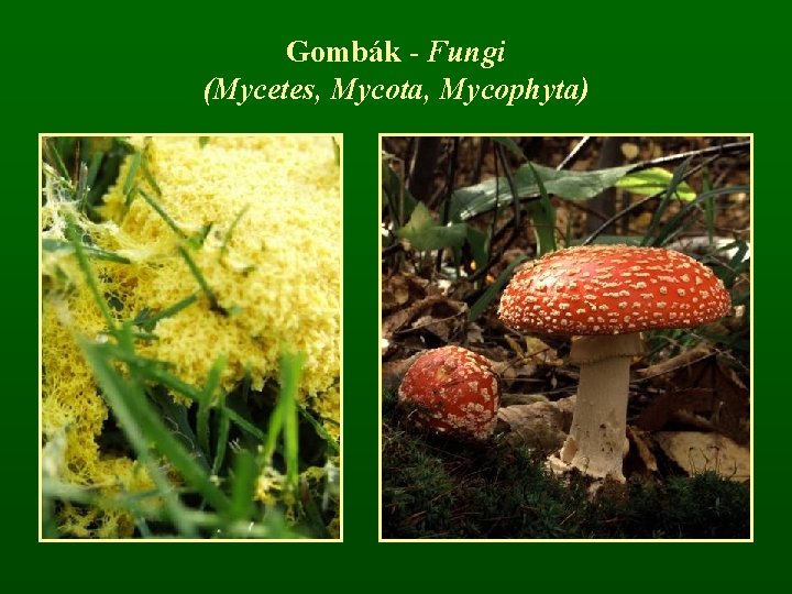 Gombák - Fungi (Mycetes, Mycota, Mycophyta) 