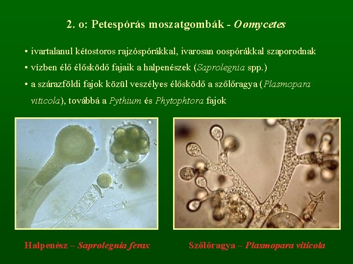 2. o: Petespórás moszatgombák - Oomycetes • ivartalanul kétostoros rajzóspórákkal, ivarosan oospórákkal szaporodnak •