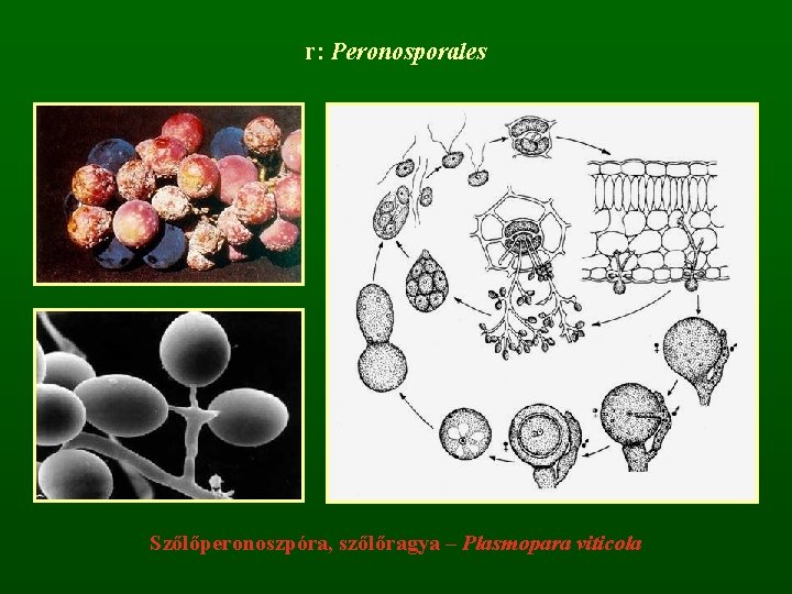 r: Peronosporales Szőlőperonoszpóra, szőlőragya – Plasmopara viticola 