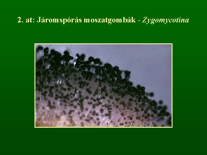 2. at: Járomspórás moszatgombák - Zygomycotina 