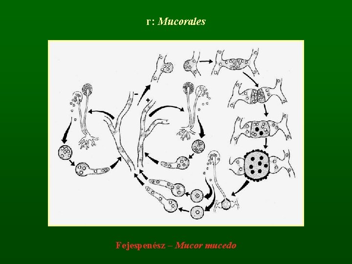 r: Mucorales Fejespenész – Mucor mucedo 