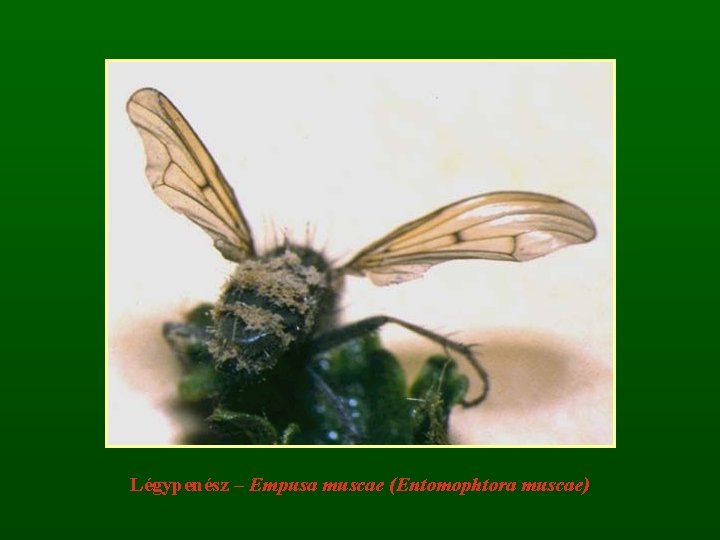 Légypenész – Empusa muscae (Entomophtora muscae) 