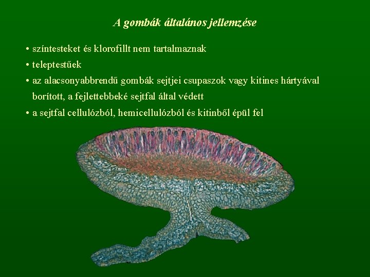 A gombák általános jellemzése • színtesteket és klorofillt nem tartalmaznak • teleptestűek • az