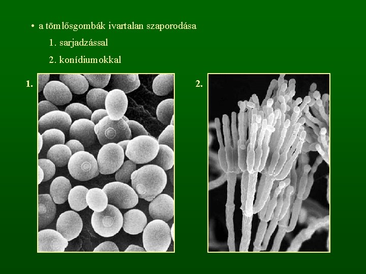  • a tömlősgombák ivartalan szaporodása 1. sarjadzással 2. konídiumokkal 1. 2. 