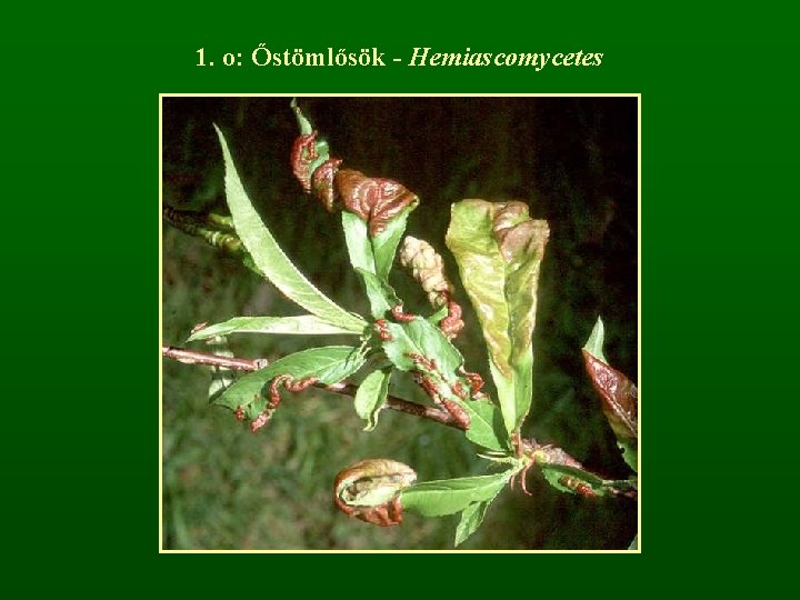 1. o: Őstömlősök - Hemiascomycetes 
