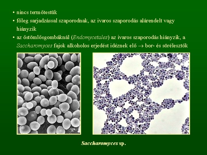  • nincs termőtestük • főleg sarjadzással szaporodnak, az ivaros szaporodás alárendelt vagy hiányzik