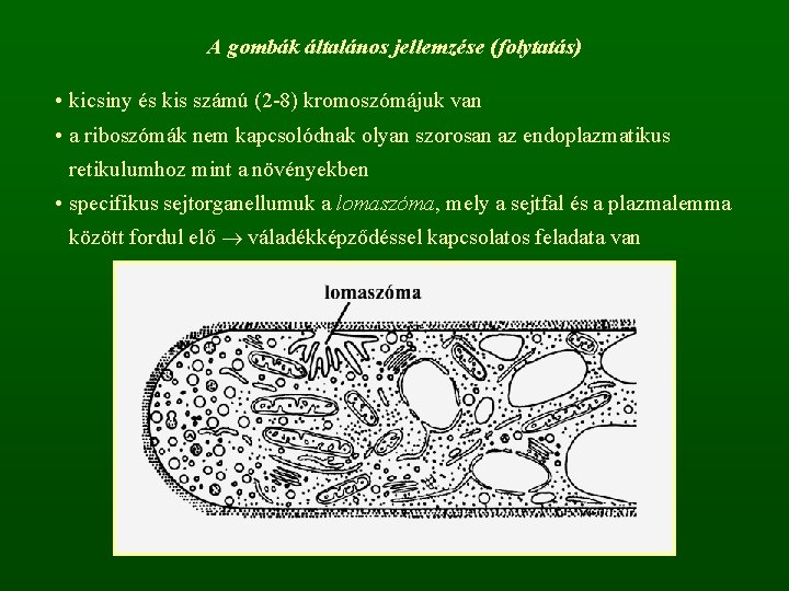 A gombák általános jellemzése (folytatás) • kicsiny és kis számú (2 -8) kromoszómájuk van