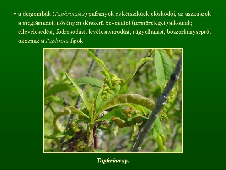  • a dérgombák (Taphrinales) páfrányok és kétszikűek élősködői, az aszkuszok a megtámadott növényen