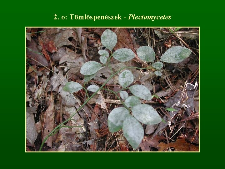 2. o: Tömlőspenészek - Plectomycetes 