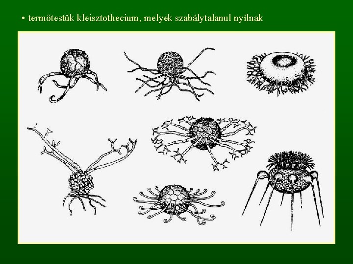  • termőtestük kleisztothecium, melyek szabálytalanul nyílnak 