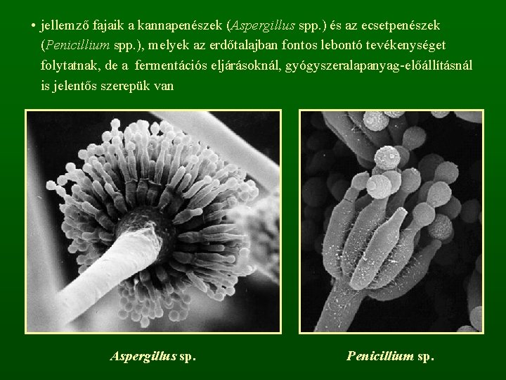  • jellemző fajaik a kannapenészek (Aspergillus spp. ) és az ecsetpenészek (Penicillium spp.
