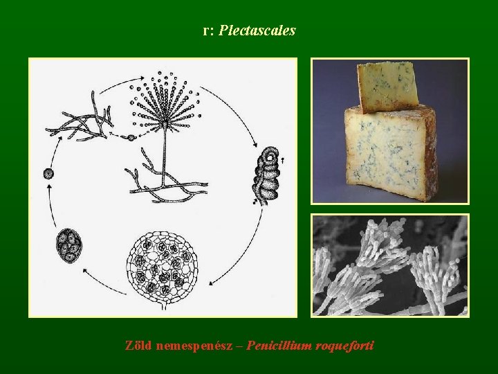 r: Plectascales Zöld nemespenész – Penicillium roqueforti 