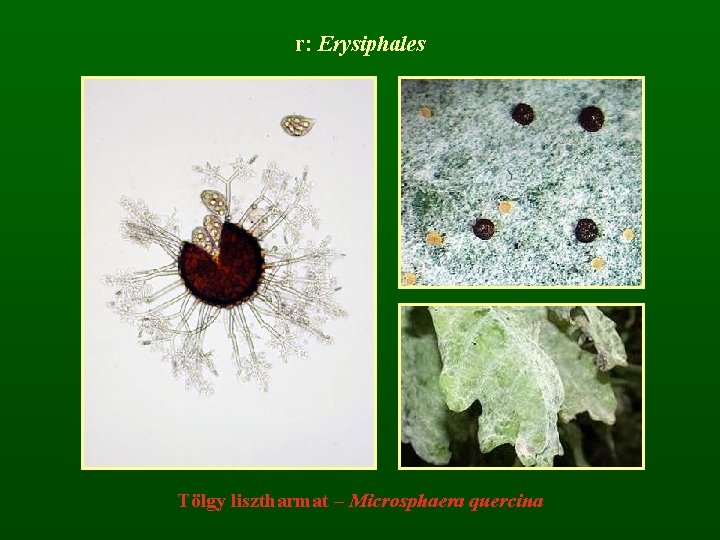 r: Erysiphales Tölgy lisztharmat – Microsphaera quercina 