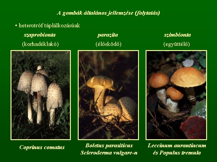 A gombák általános jellemzése (folytatás) • heterotróf táplálkozásúak szaprobionta parazita szimbionta (korhadéklakó) (élősködő) (együttélő)