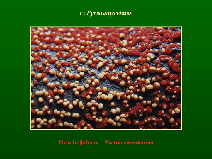 r: Pyrenomycetales Piros héjbibircs – Nectria cinnabarina 