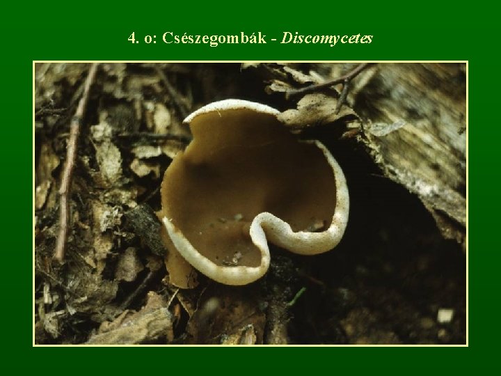 4. o: Csészegombák - Discomycetes 