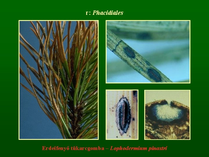 r: Phacidiales Erdeifenyő tűkarcgomba – Lophodermium pinastri 