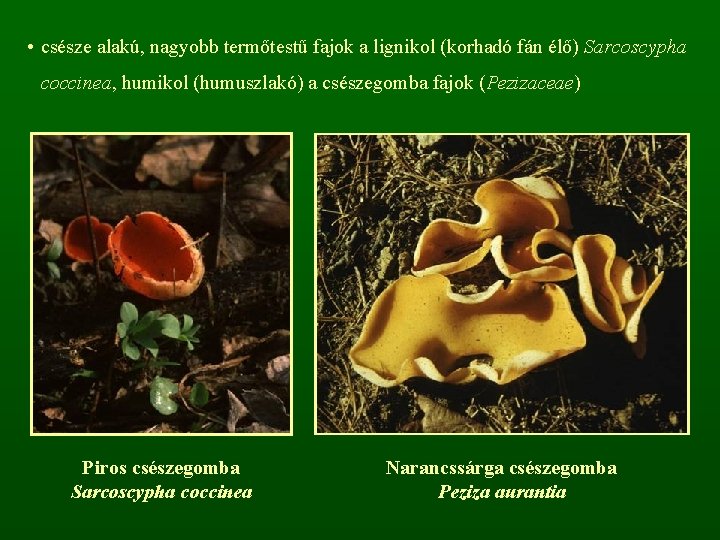  • csésze alakú, nagyobb termőtestű fajok a lignikol (korhadó fán élő) Sarcoscypha coccinea,
