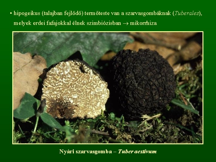  • hipogeikus (talajban fejlődő) termőteste van a szarvasgombáknak (Tuberales), melyek erdei fafajokkal élnek