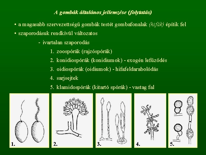 A gombák általános jellemzése (folytatás) • a magasabb szervezettségű gombák testét gombafonalak (hifák) építik