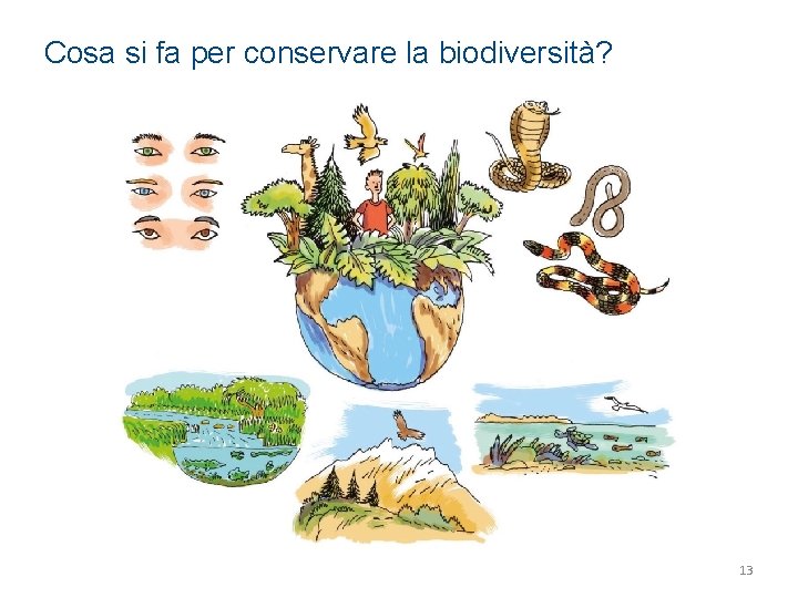 Cosa si fa per conservare la biodiversità? 13 