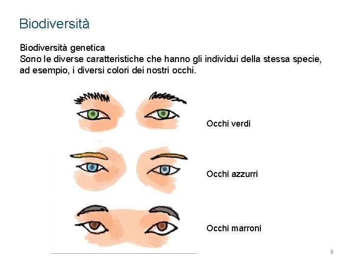 Biodiversità genetica Sono le diverse caratteristiche hanno gli individui della stessa specie, ad esempio,