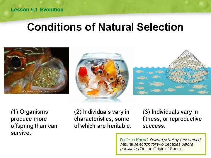 Lesson 5. 1 Evolution Conditions of Natural Selection (1) Organisms produce more offspring than