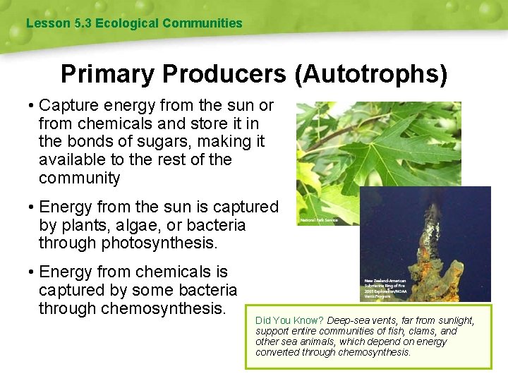 Lesson 5. 3 Ecological Communities Primary Producers (Autotrophs) • Capture energy from the sun