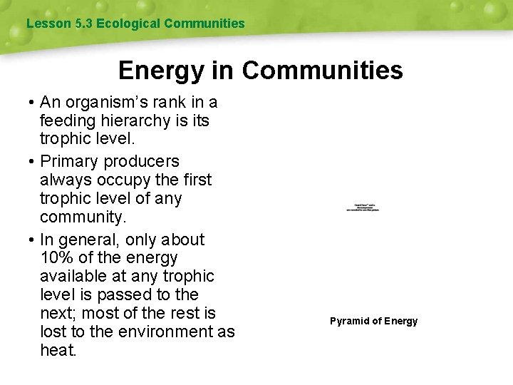 Lesson 5. 3 Ecological Communities Energy in Communities • An organism’s rank in a