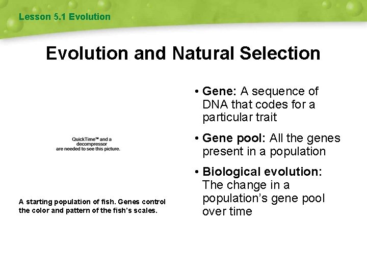 Lesson 5. 1 Evolution and Natural Selection • Gene: A sequence of DNA that