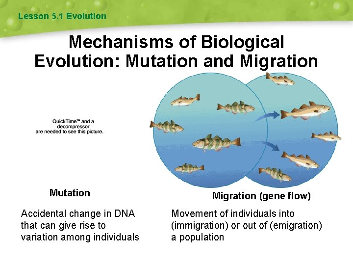 Lesson 5. 1 Evolution Mechanisms of Biological Evolution: Mutation and Migration Mutation Accidental change