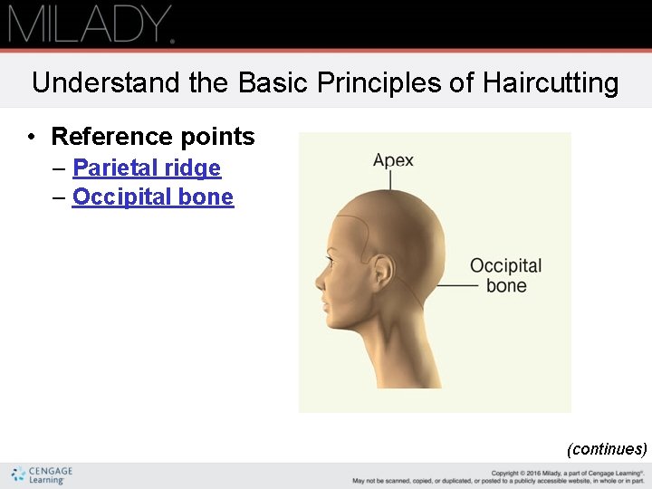 Understand the Basic Principles of Haircutting • Reference points – Parietal ridge – Occipital