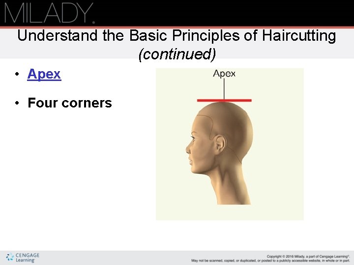 Understand the Basic Principles of Haircutting (continued) • Apex • Four corners Understand the Basic Principles of Haircutting (continued) • Apex • Four corners
