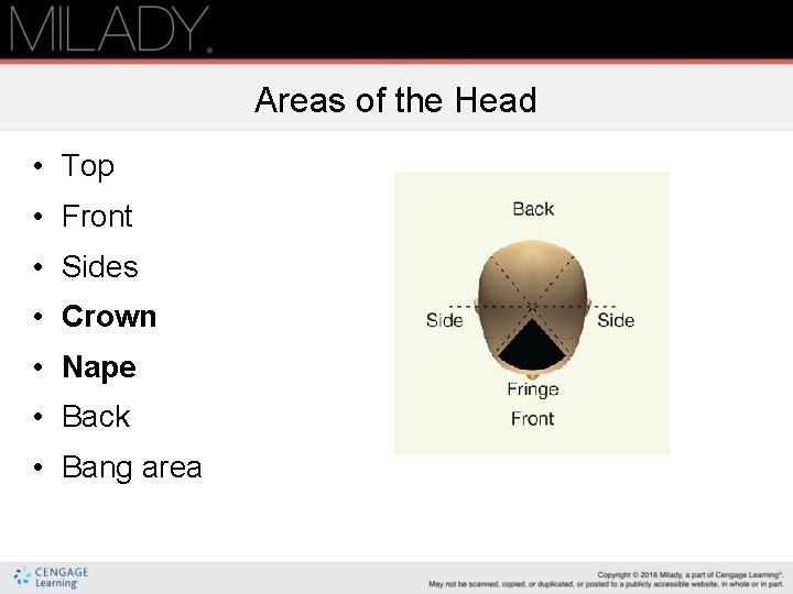 Areas of the Head • Top • Front • Sides • Crown • Nape Areas of the Head • Top • Front • Sides • Crown • Nape