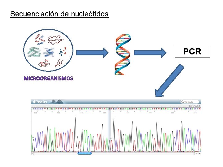 Secuenciación de nucleótidos PCR 