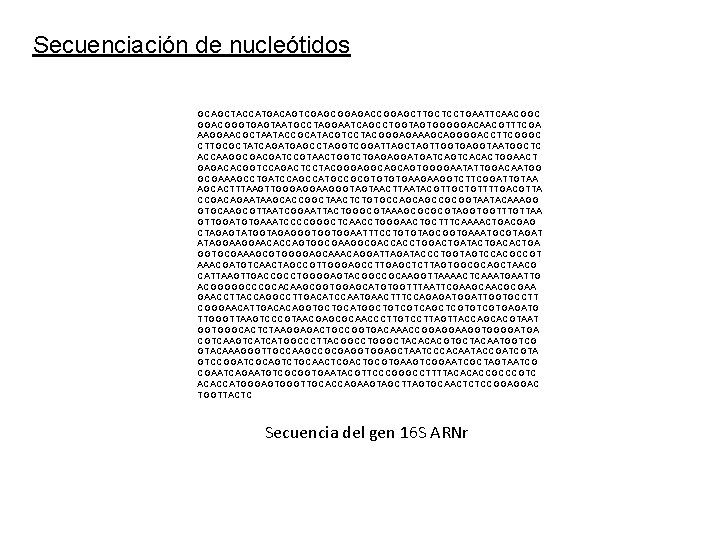 Secuenciación de nucleótidos GCAGCTACCATGACAGTCGAGCGGAGACCGGAGCTTGCTCCTGAATTCAACGGC GGACGGGTGAGTAATGCCTAGGAATCAGCCTGGTAGTGGGGGACAACGTTTCGA AAGGAACGCTAATACCGCATACGTCCTACGGGAGAAAGCAGGGGACCTTCGGGC CTTGCGCTATCAGATGAGCCTAGGTCGGATTAGCTAGTTGGTGAGGTAATGGCTC ACCAAGGCGACGATCCGTAACTGGTCTGAGAGGATGATCAGTCACACTGGAACT GAGACACGGTCCAGACTCCTACGGGAGGCAGCAGTGGGGAATATTGGACAATGG GCGAAAGCCTGATCCAGCCATGCCGCGTGTGTGAAGAAGGTCTTCGGATTGTAA AGCACTTTAAGTTGGGAGGAAGGGTAGTAACTTAATACGTTGCTGTTTTGACGTTA CCGACAGAATAAGCACCGGCTAACTCTGTGCCAGCAGCCGCGGTAATACAAAGG GTGCAAGCGTTAATCGGAATTACTGGGCGTAAAGCGCGCGTAGGTGGTTTGTTAA GTTGGATGTGAAATCCCCGGGCTCAACCTGGGAACTGCTTTCAAAACTGACGAG