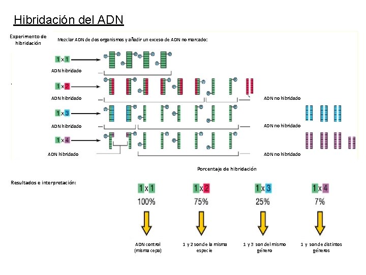 Hibridación del ADN Experimento de hibridación Mezclar ADN de dos organismos y añadir un