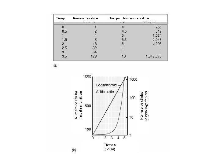 Número de células (escala logarítmica) Número de células (escala aritmética) Tiempo (horas) Número de