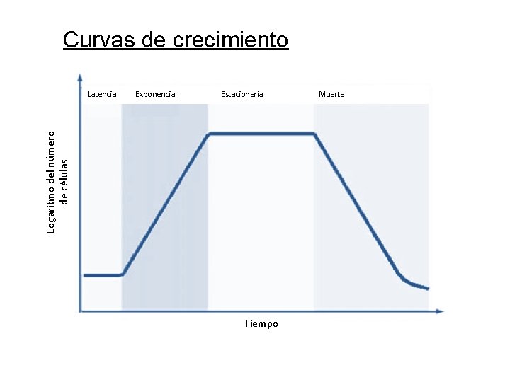 Curvas de crecimiento Exponencial Estacionaria Logaritmo del número de células Latencia Tiempo Muerte 