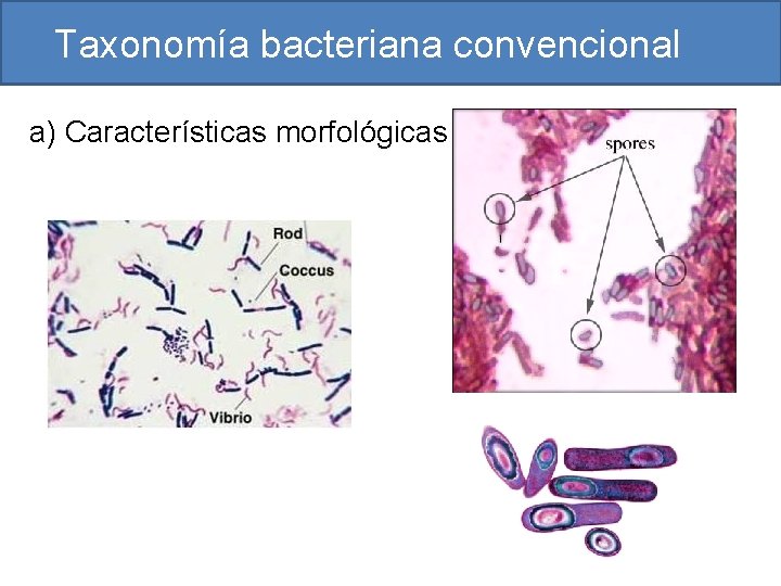 Taxonomía bacteriana convencional a) Características morfológicas 