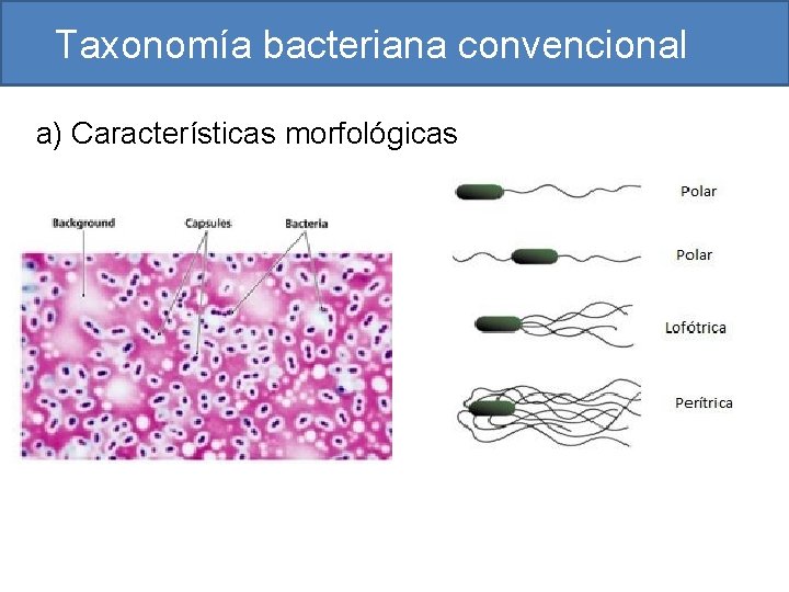 Taxonomía bacteriana convencional a) Características morfológicas 